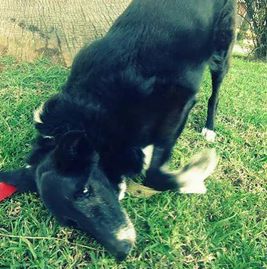 historia de negri - ecqus