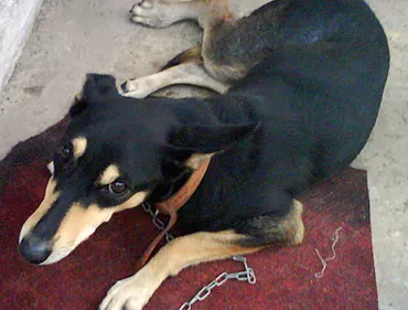 laika - historias - EQCUS